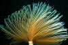 Spirographe