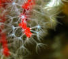 Corail rouge